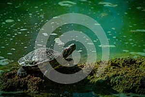 The pond slider turtle Trachemys scripta is basking in the sun on a rock in a pond