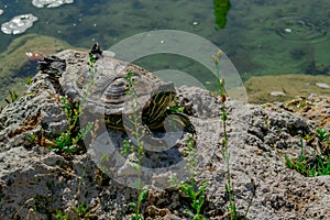 The pond slider turtle Trachemys scripta is basking in the sun on a rock in a pond