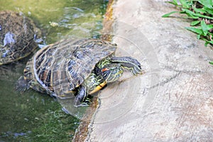 Pond slider turtle or trachemys scripta crawling ashore