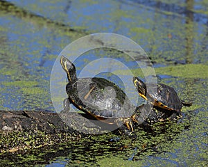 Pond Slider Turtles