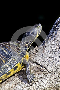 Pond slider turtles on a branch, black background