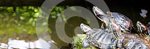 Pond slider turtles resting near the water,fresh water pond.Brazilian turtle or Red-eared slider terrapin sunbathing.