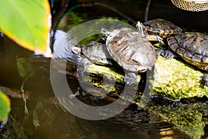 Pond slider turtles resting near the water,fresh water pond.Brazilian turtle or Red-eared slider terrapin sunbathing.
