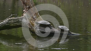 Pond sliders AKA Red Eared Terrapin Turtles - Trachemys scripta elegans