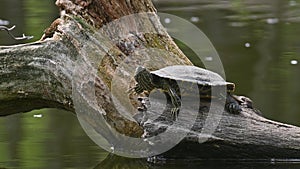 Pond sliders AKA Red Eared Terrapin Turtles - Trachemys scripta elegans
