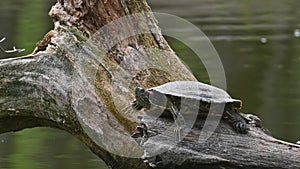 Pond sliders AKA Red Eared Terrapin Turtles - Trachemys scripta elegans