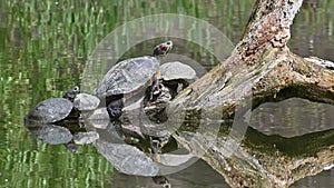 Pond sliders AKA Red Eared Terrapin Turtles - Trachemys scripta elegans