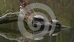 Pond sliders AKA Red Eared Terrapin Turtles - Trachemys scripta elegans