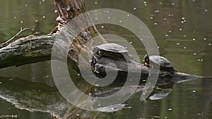 Pond sliders AKA Red Eared Terrapin Turtles - Trachemys scripta elegans