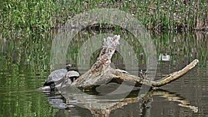 Pond sliders AKA Red Eared Terrapin Turtles - Trachemys scripta elegans