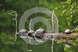 Pond sliders (Trachemys scripta) sitting on a branch