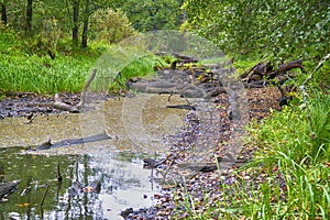 Pond with Snags And Fallen Trees in The Pripyat River and Dry Grass and Trees on Field of Polesye Natural Resort in Belarus