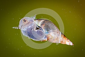 Pond snail