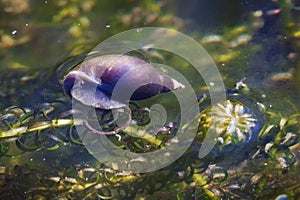 Pond snail