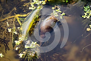 Pond snail Lymnaea in a pond among algae