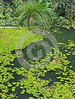 Pond with Spatterdocks
