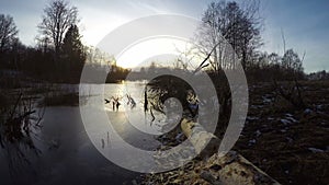 Pond in spring with beaver gnaw broken tree and sunset, time lapse 4K