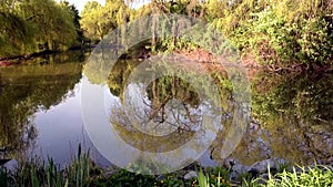 Pond in a spring park with reflection of trees and bushes in the water