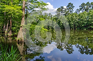 The forest and sky are reflected on the still water. photo