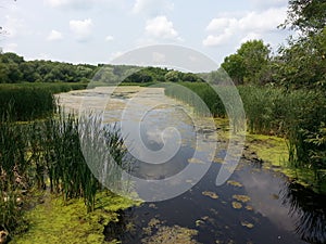 Pond at the State Park