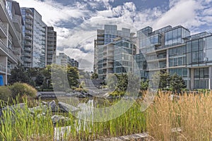 pond with stones, trees and bushes surrounded by new, modern high-rise residential buildings