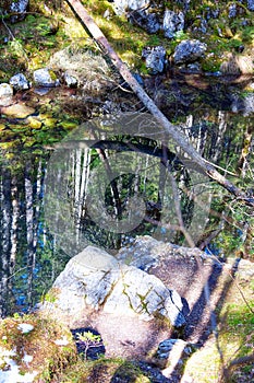 Pond, stones, treetrunks and their mirroring on the water photo