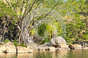 Pond and strangler fig, Australia