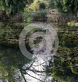 Pond Surface