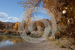 Pond Surrounded by Autumn Cottonwoods