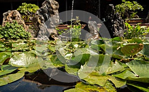 pond surrounded by lush greenery, adorned with delicate lotus leaves floating on