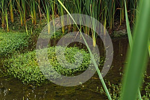pond surrounded by totora plants photo