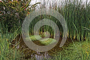 pond surrounded by totora plants photo