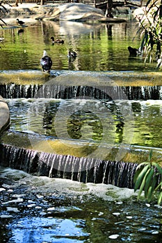 Pond surrounded by vegetation in Reina Sofia park in Alicante