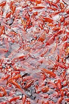 Pond with swarming red Chagoi, Beijing, China