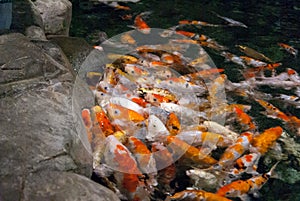 pond teeming with fish carp