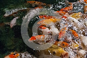 Pond teeming with fish carp, feeding