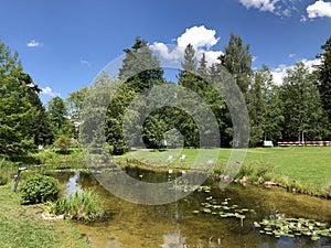 Pond or Teich - Botanical Garden of the University of Zurich or Botanischer Garten der Universitaet Zuerich photo