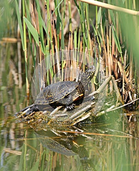 Pond terrapin