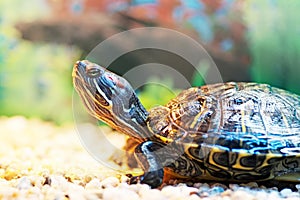 Pond terrapin