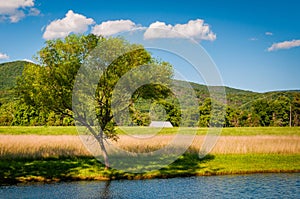 Pond and tree in the rural Shenandoah Valley of Virginia.