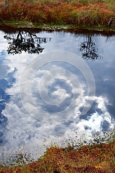 Pond with trees reflections