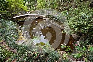 A pond in the Tropical Forest