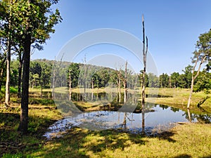 Pond in tropical forest in India