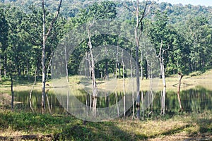 Pond in tropical forest in India