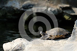 Pond turtle basking in the sun on a dry rock