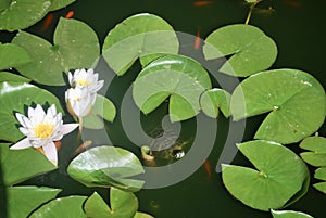 Pond with turtle, fish and water lilies.