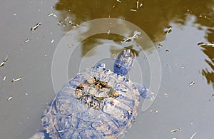 Pond turtle poking its head above water