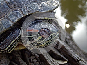 Pond turtle resting on a log near the water tranquility scene