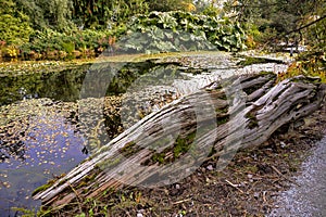 Pond in Van Dusen Park.