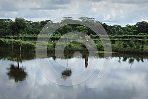 Pond and vegetable fiend in Khulna,Bangladesh.